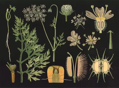 Carrot (Daucus carota) by Gottlieb von Koch, 1909 — digital art print download