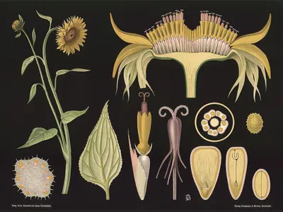 Sunflower (Helianthus annuus) by Gottlieb von Koch, 1909 — digital art print download
