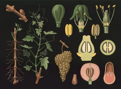 Grape vine (Vitis vinifera) by Gottlieb von Koch, 1909 — digital art print download