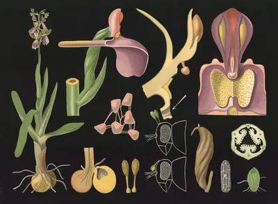 Orchid (Orchis morio) by Gottlieb von Koch, 1909 — digital art print download