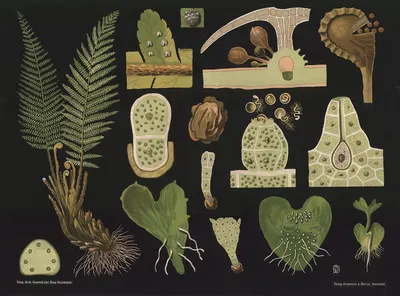 Fern (Polystichum filix mas) by Gottlieb von Koch, 1909 — digital art print download
