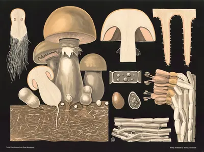 Mushroom (Agaricus campestris) by Gottlieb von Koch, 1909 — digital art print download