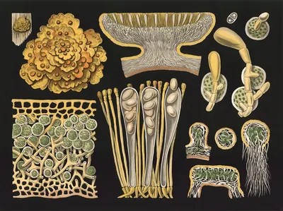 Lichen (Xanthoria parietina) by Gottlieb von Koch, 1909 — digital art print download