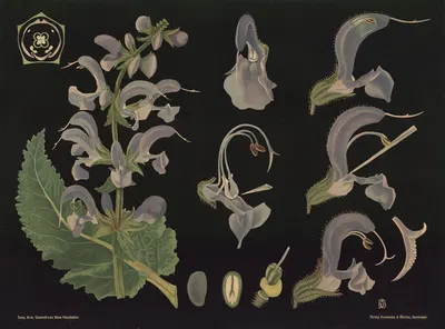 Sage (Salvia pratensis) by Gottlieb von Koch, 1909 — digital art print download