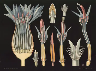 Cornflower (Centaurea cyanus) by Gottlieb von Koch, 1909 — digital art print download