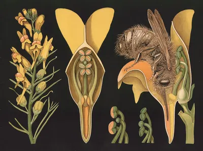 Toadflax (Linaria vulgaris) by Gottlieb von Koch, 1909 — digital art print download