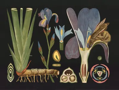 Iris (Iris germanica) by Gottlieb von Koch, 1909 — digital art print download
