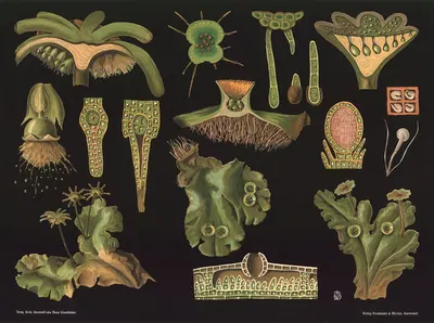 Liverwort (Marchantia polymorpha) by Gottlieb von Koch, 1909 — digital art print download