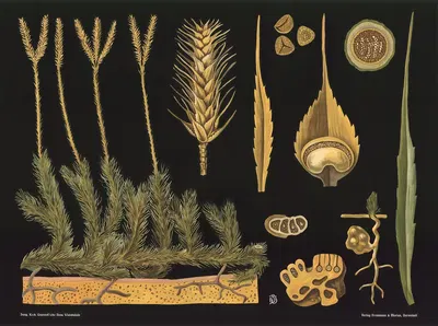 Clubmoss (Lycopodium clavatum) by Gottlieb von Koch, 1909 — digital art print download