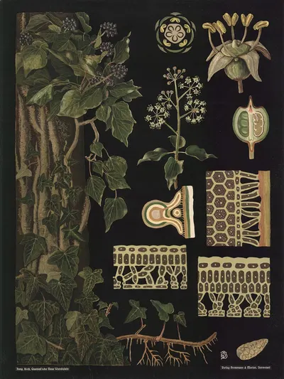 Ivy (Hedera helix) by Gottlieb von Koch, 1909 — digital art print download