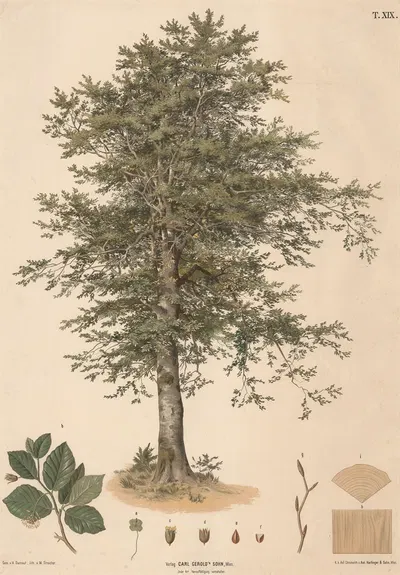 Rødbøg by Hugo Darnaut, 1889 — digital art print download