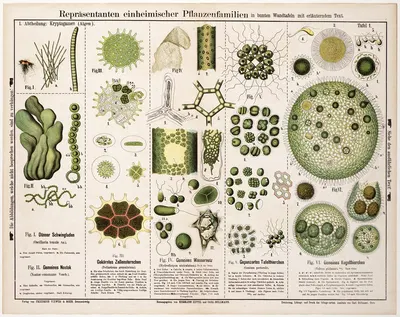 Oscillaria tenuis, Nostoc commune, Pediastrum granulatum, Hydrodiction utriculatum, Gonium pectorale, Volvox globator by…