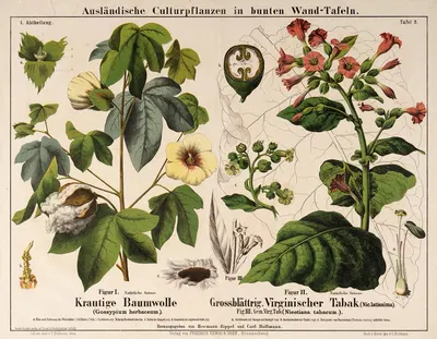Gossypium herbaceum, Nicotiana latissima, Nicotiana tabacum ; katoenplant, tabaksplanten by Hermann Zippel, 1876 — digital…