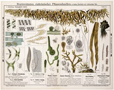 Spiroygra longata, Closterium parvulum, Pleurosigma angulatum, Bacillaria paradoxa, Vaucheria sessilis by Hermann Zippel,…