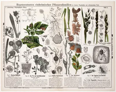 Achlya lignoica. Peronspora infestans. Mucor mucedo. Puccinia graminis. Ustilago carbo. Empusa muscae by Hermann Zippel,…