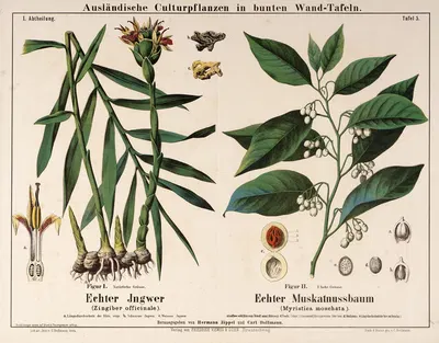 Zingiber officinale, Myristica moschata ; gember, nootmuskaat by Hermann Zippel, 1876 — digital art print download