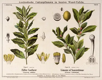 Laurus nobilis, Citrus limonum ; laurierboom, citroen by Hermann Zippel, 1876 — digital art print download