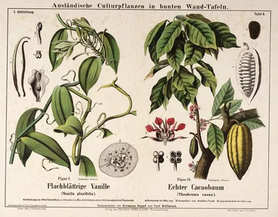 Vanilla planifolia, Theobroma cacao ; vanilleplant, cacaoboom by Hermann Zippel, 1876 — digital art print download