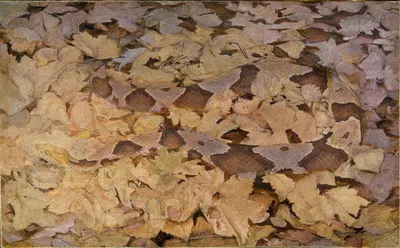 Copperhead Snake on Dead Leaves, study for book Concealing Coloration in the Animal Kingdom by Аббот Хандерсон Тейер —…