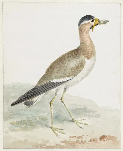 A Yellow-wattled Lapwing by Аерт Шоуман, 1720 - 1792 — digital art print download