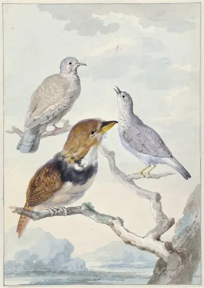 Drie vogels, twee Incaduiven en een gekraagde baardkoekoek by Аерт Шоуман, 1753 — digital art print download