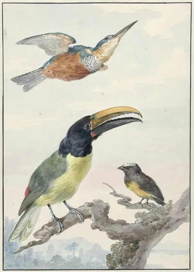 Drie vogels; een IJsvogel, een Prins von Wied's Toekan en een Organist by Аерт Шоуман, 1720 - 1792 — digital art print…