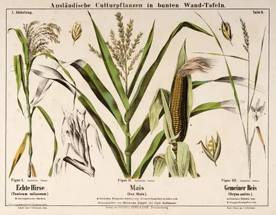 Panicum miliaceum, Zea mais, Oryza sativa ; pluimgierst, maïs, rijst by Hermann Zippel, 1876 — digital art print download