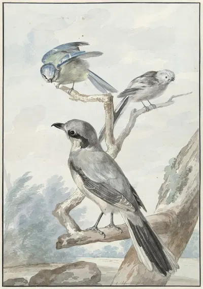 Drie vogels; een Staartmees, een Pimpelmees en een Klapekster of Grote Klauwier by Аерт Шоуман, 1756 — digital art print…