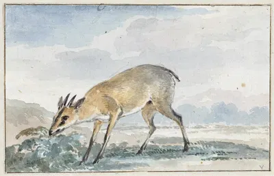 Guinees Jufferbokje of Sylvicapra Grimmia by Аерт Шоуман, 1765 — digital art print download