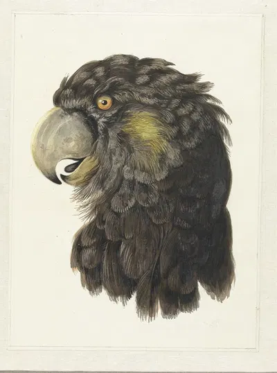 Head of a Cockatoo by Аерт Шоуман, 1725 - 1792 — digital art print download