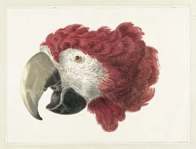 Head of a Macaw by Аерт Шоуман, 1725 - 1792 — digital art print download