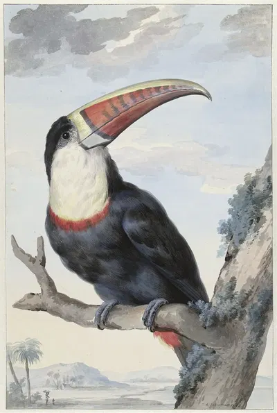 Red-billed Toucan by Аерт Шоуман, 1748 — digital art print download