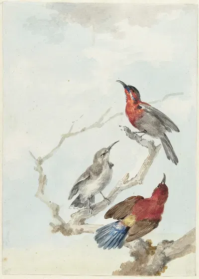 Three Crimson Sunbirds by Аерт Шоуман, 1780 — digital art print download