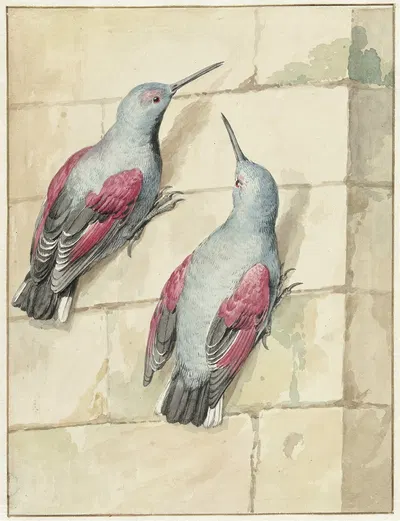Twee rotskruipers, blauw en paars, op een muur by Аерт Шоуман, 1720 - 1792 — digital art print download
