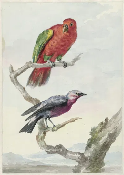 Twee vogels, waaronder een rood-groene papegaai by Аерт Шоуман, 1720 - 1792 — digital art print download