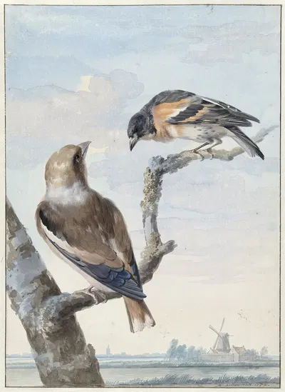 Twee vogels; een appelvink (Coccothraustes coccothraustes) en een keep (Fringilla montifringilla) by Аерт Шоуман, 1752 —…