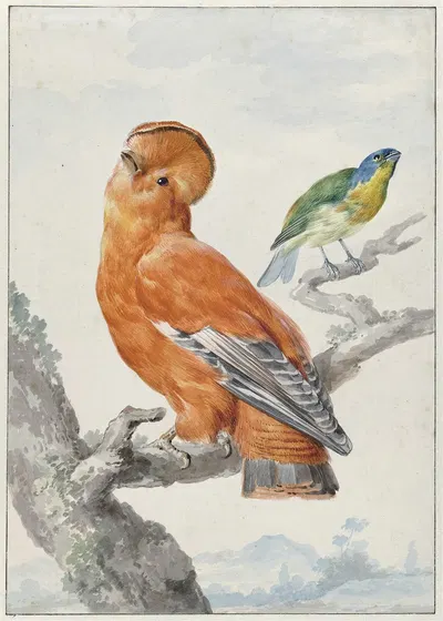 Two Exotic Birds by Aert Schouman, 1762 — digital art print download