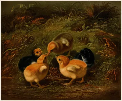 Chickens by Артур Фицвильям Тейт — digital art print download