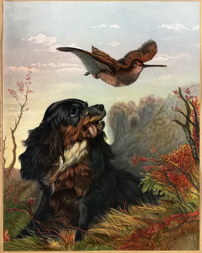 Cocker and Woodcock by Артур Фицвильям Тейт — digital art print download