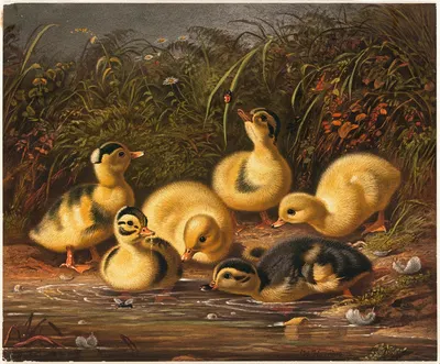 Group of Ducklings by Артур Фицвильям Тейт — digital art print download