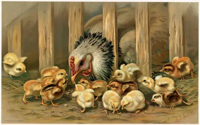 Kluck! Kluck! by Артур Фицвильям Тейт, 1891 — digital art print download