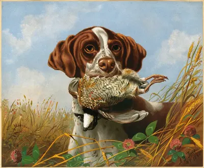 Pointer and Quail by Артур Фицвильям Тейт — digital art print download
