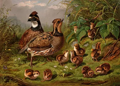 Quail by Артур Фицвильям Тейт — digital art print download
