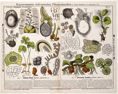 Marsilia quadrifoliata, Salvinia natans ; waterklavervaren, vlotvarentje by Hermann Zippel, 1879 — digital art print download
