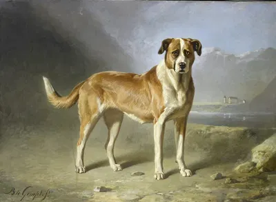St Bernard Dog by Bernard te Gempt — digital art print download
