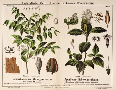 Swietenia mahagoni, Cinchona officinalis purpurea ; mahonieboom, lepelblad by Hermann Zippel, 1876 — digital art print…