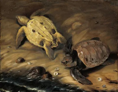 Två sköldpaddor by Давид Клёкер Эренштраль, 1690 — digital art print download