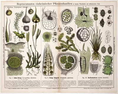 Lycopodium clavatum, Selaginella spinulosa, Isoëtes lacustris by Hermann Zippel, 1879 — digital art print download