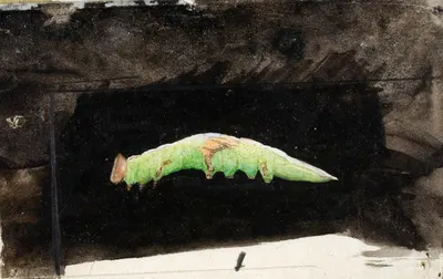 Larger Spotted Beach Leaf Edge Caterpillar, study for book Concealing Coloration in the Animal Kingdom by Emma Beach Thayer…