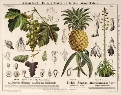 Ananassa sativa. Agave americana. Vitis vinifera ; ananas, agave, druif by Hermann Zippel, 1877 — digital art print download